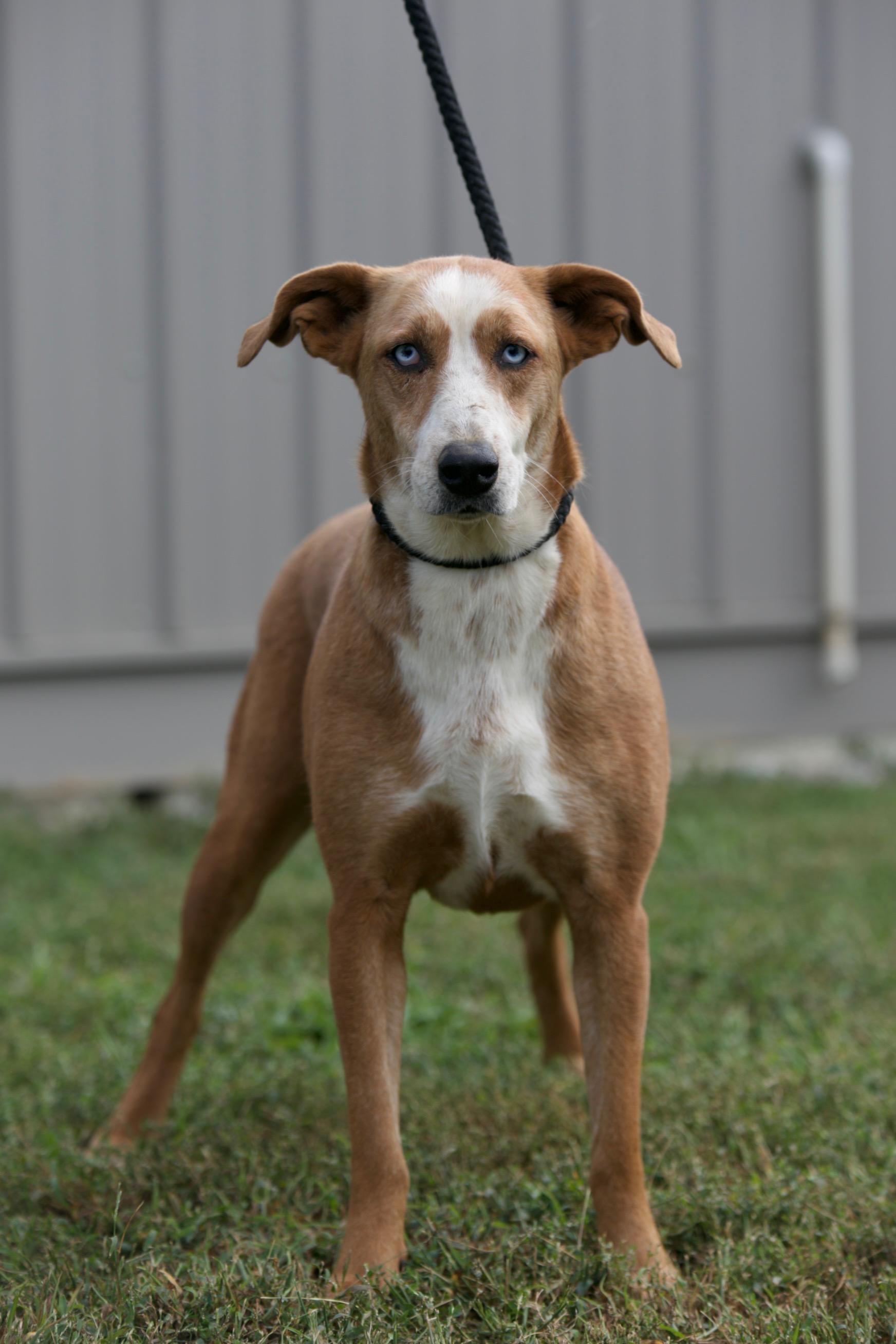 Enlarge Ruthie, a ADOPTABLE Australian Shepherd in Mount Sterling, KY image 2/3