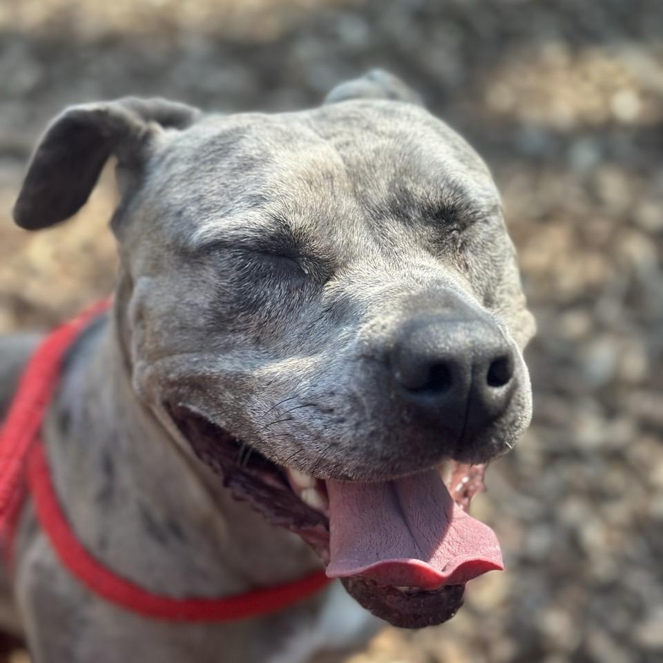 Xena, a Adoptable Pit Bull Terrier in Chattanooga, TN image 1/6