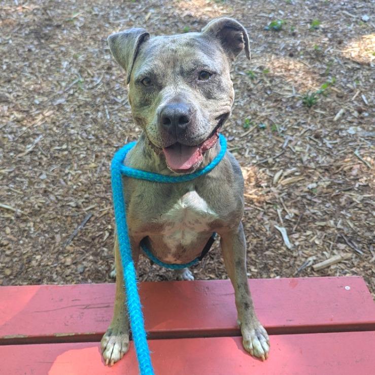 Xena, a Adoptable Pit Bull Terrier in Chattanooga, TN image 2/6