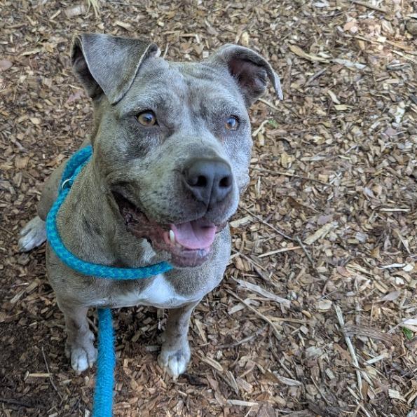 Xena, a Adoptable Pit Bull Terrier in Chattanooga, TN image 3/6