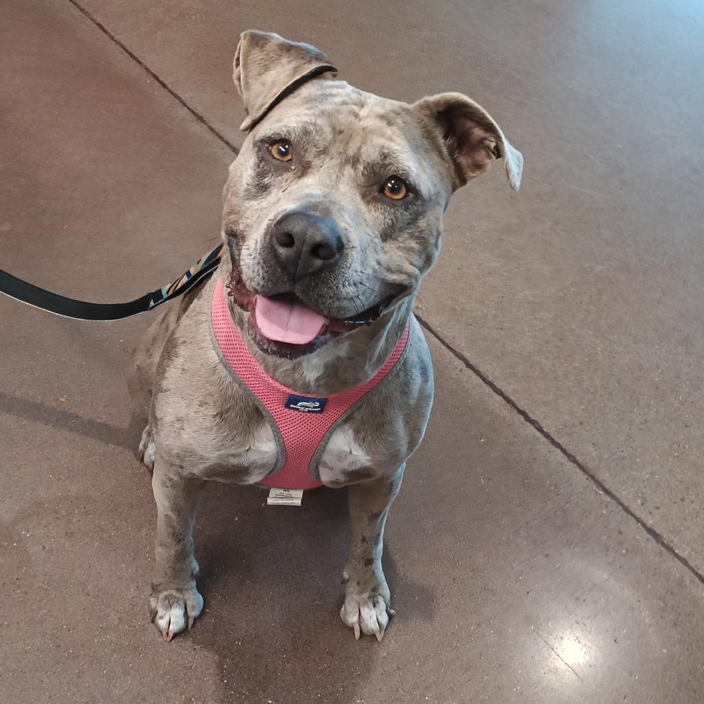 Xena, a Adoptable Pit Bull Terrier in Chattanooga, TN image 4/6