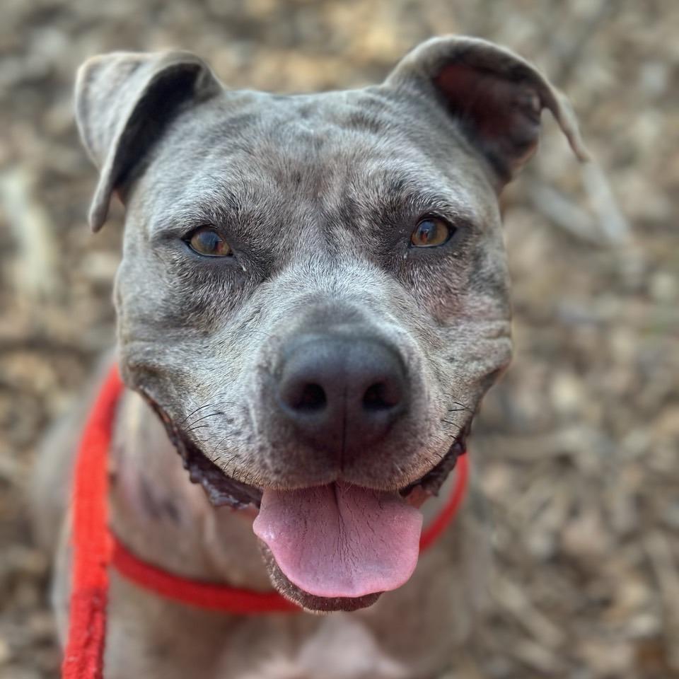 Xena, a Adoptable Pit Bull Terrier in Chattanooga, TN image 5/6