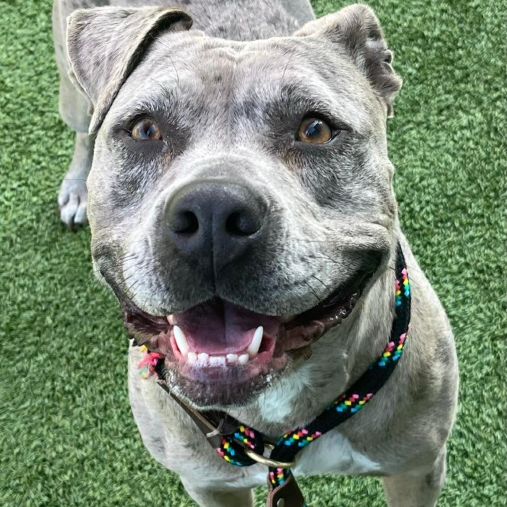 Xena, a Adoptable Pit Bull Terrier in Chattanooga, TN image 6/6