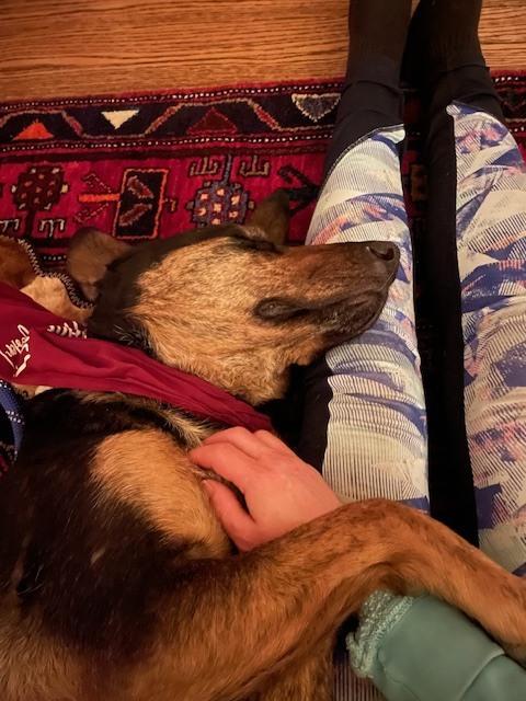 Buddy, Adoptable, Adult Male Shepherd.