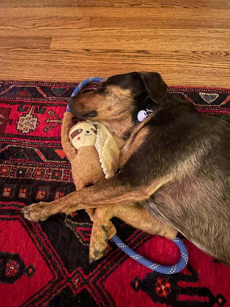 Enlarge Buddy, a Adoptable mixed breed in Littleton, CO image 2/6