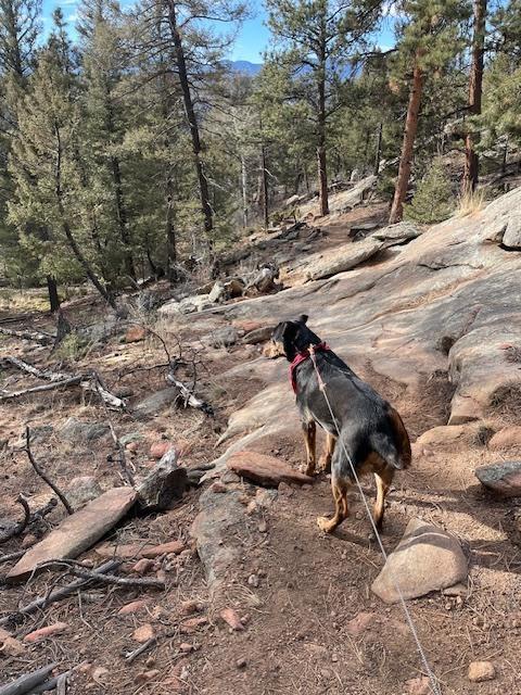 Enlarge Buddy, a Adoptable mixed breed in Littleton, CO image 2/6