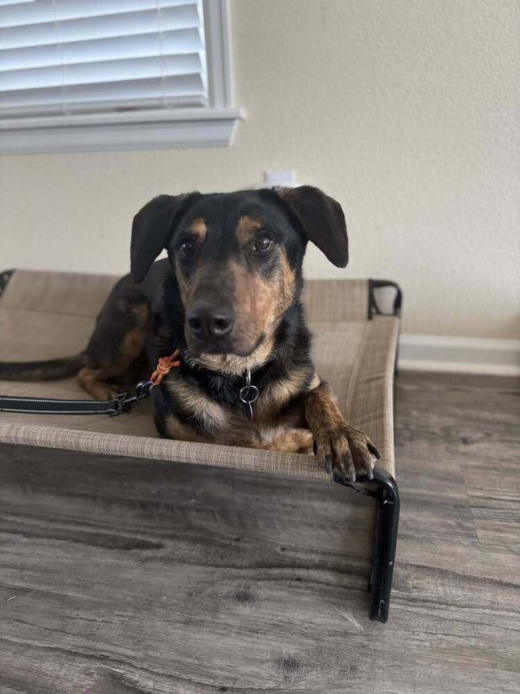 Enlarge Buddy, a Adoptable mixed breed in Littleton, CO image 3/6