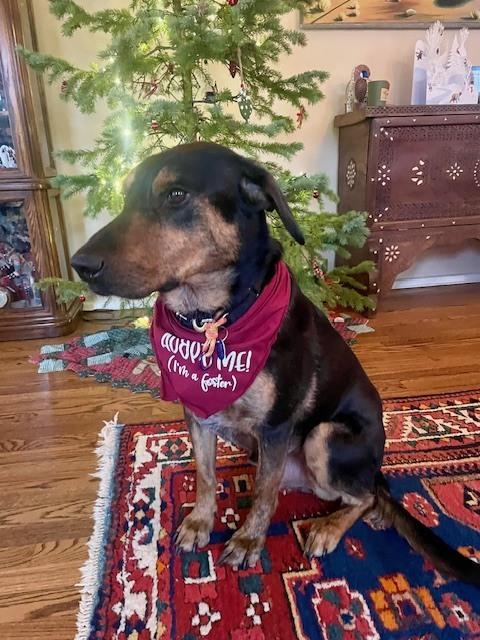 Enlarge Buddy, a Adoptable mixed breed in Littleton, CO image 4/6