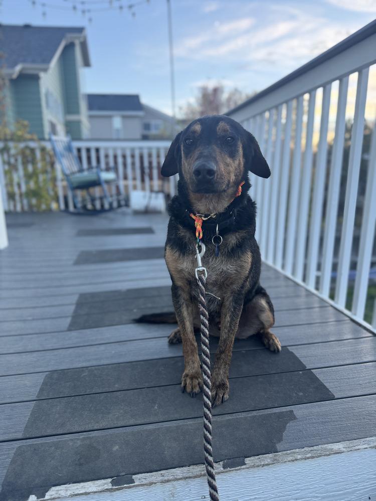 Enlarge Buddy, a Adoptable mixed breed in Littleton, CO image 5/6