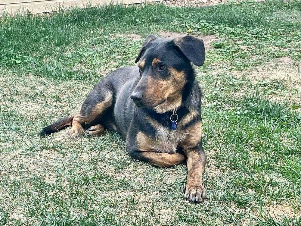 Enlarge Buddy, a Adoptable mixed breed in Littleton, CO image 5/6