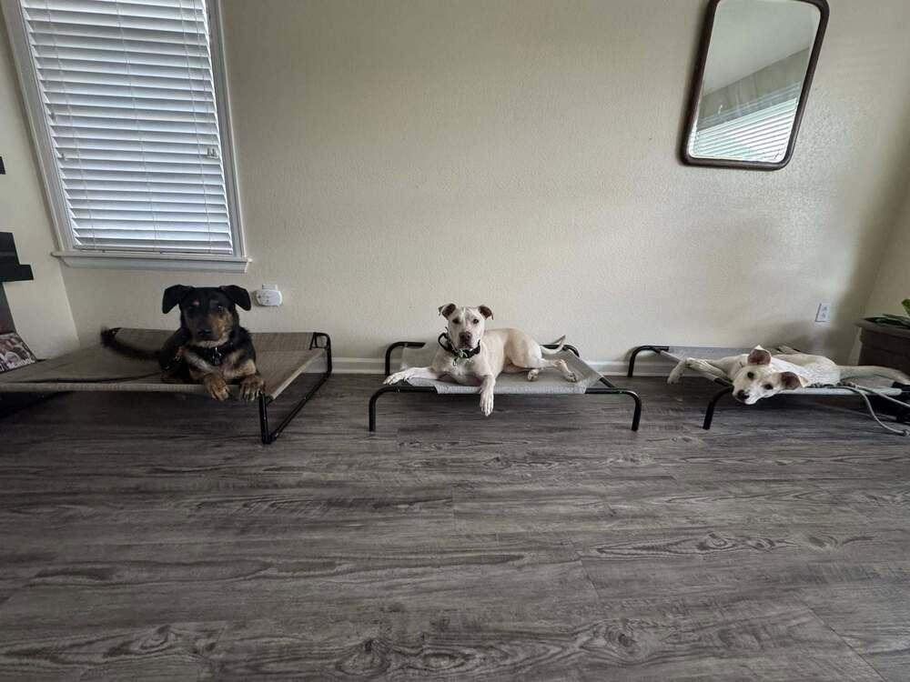 Enlarge Buddy, a Adoptable mixed breed in Littleton, CO image 6/6