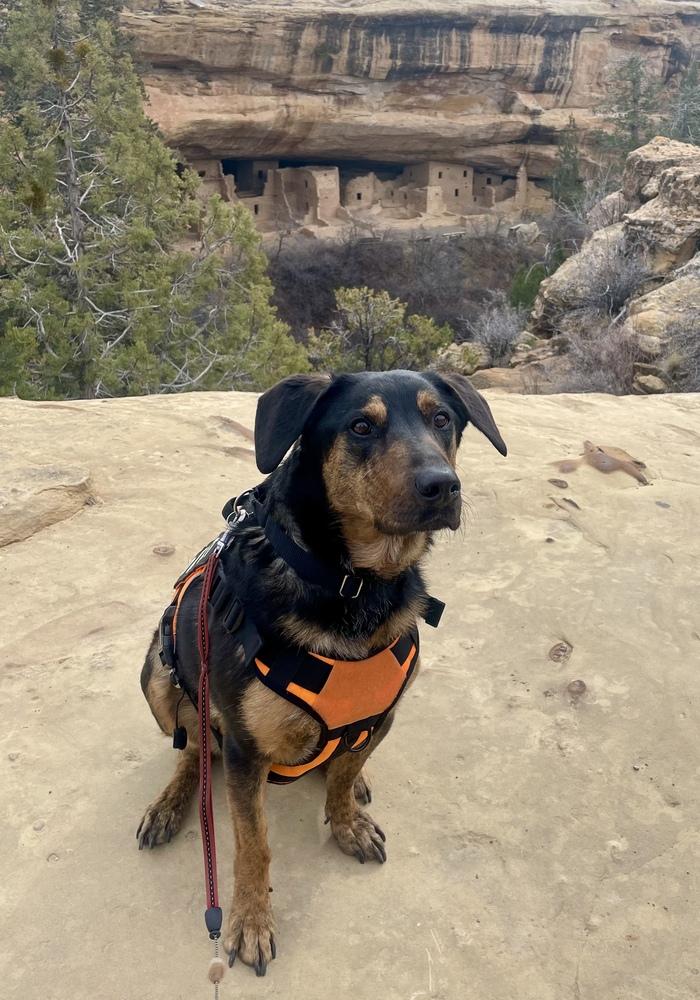 Enlarge Buddy, a Adoptable mixed breed in Littleton, CO image 6/6