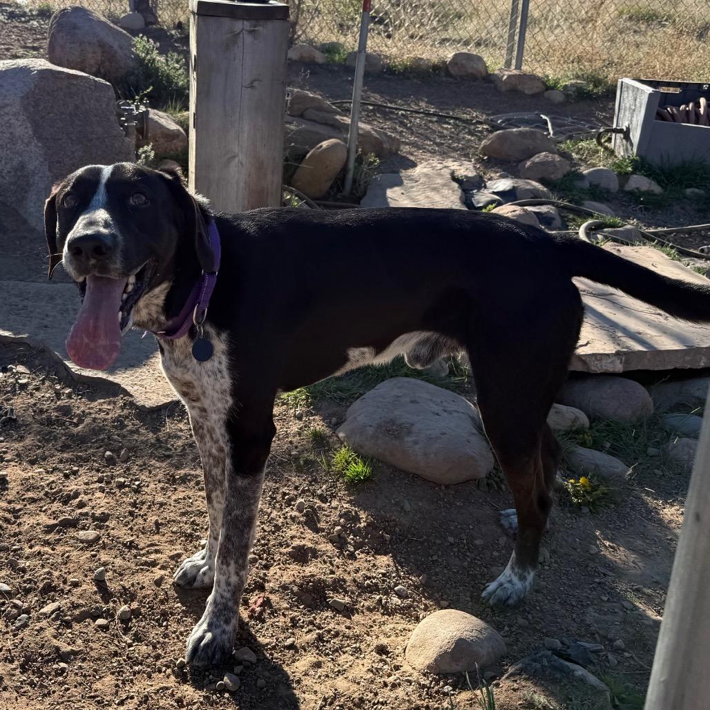 Raider, Adoptable, Adult Male Hound & Border Collie.