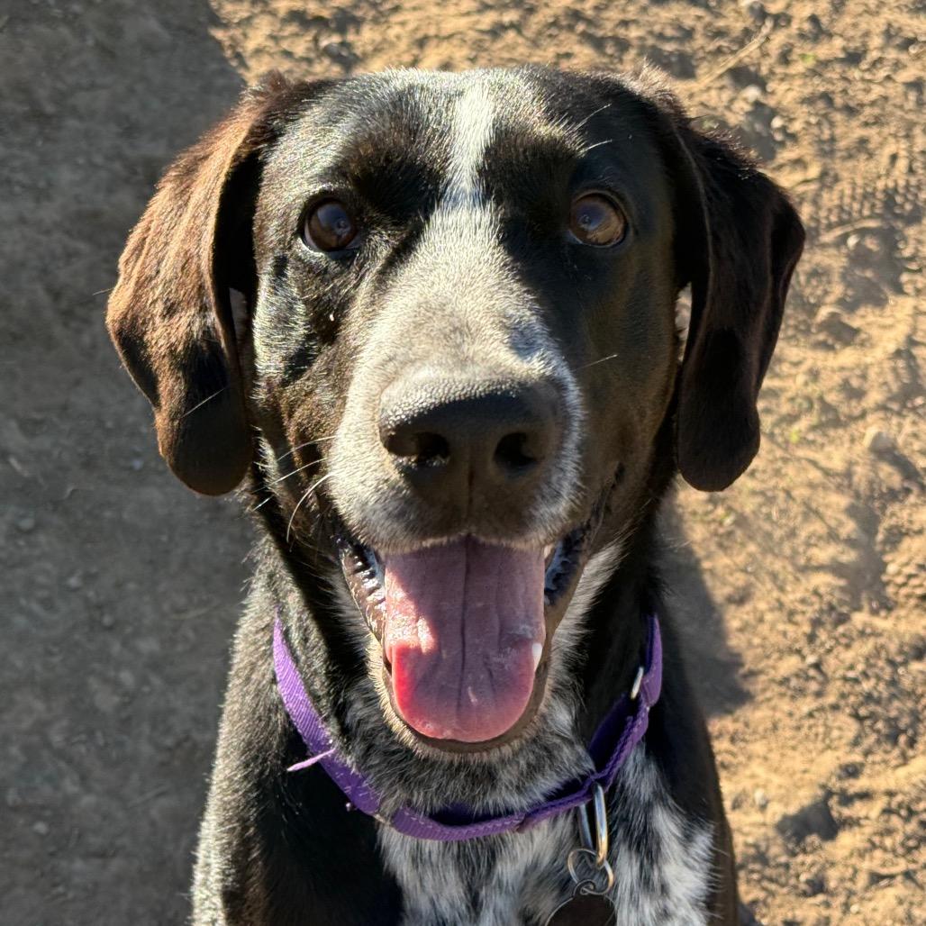 Enlarge Raider, a Adoptable mixed breed in Durango, CO image 2/6