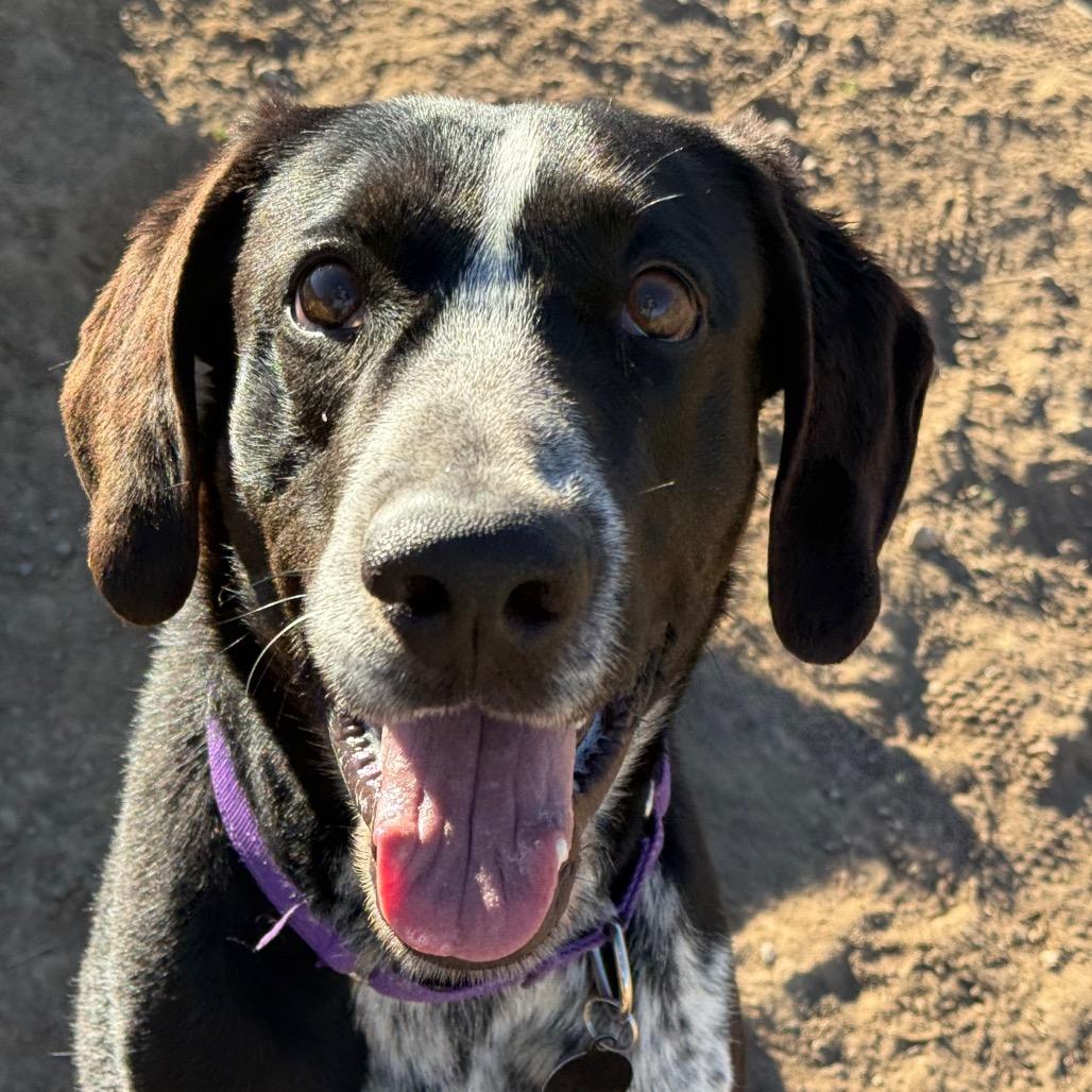 Enlarge Raider, a Adoptable mixed breed in Durango, CO image 3/6