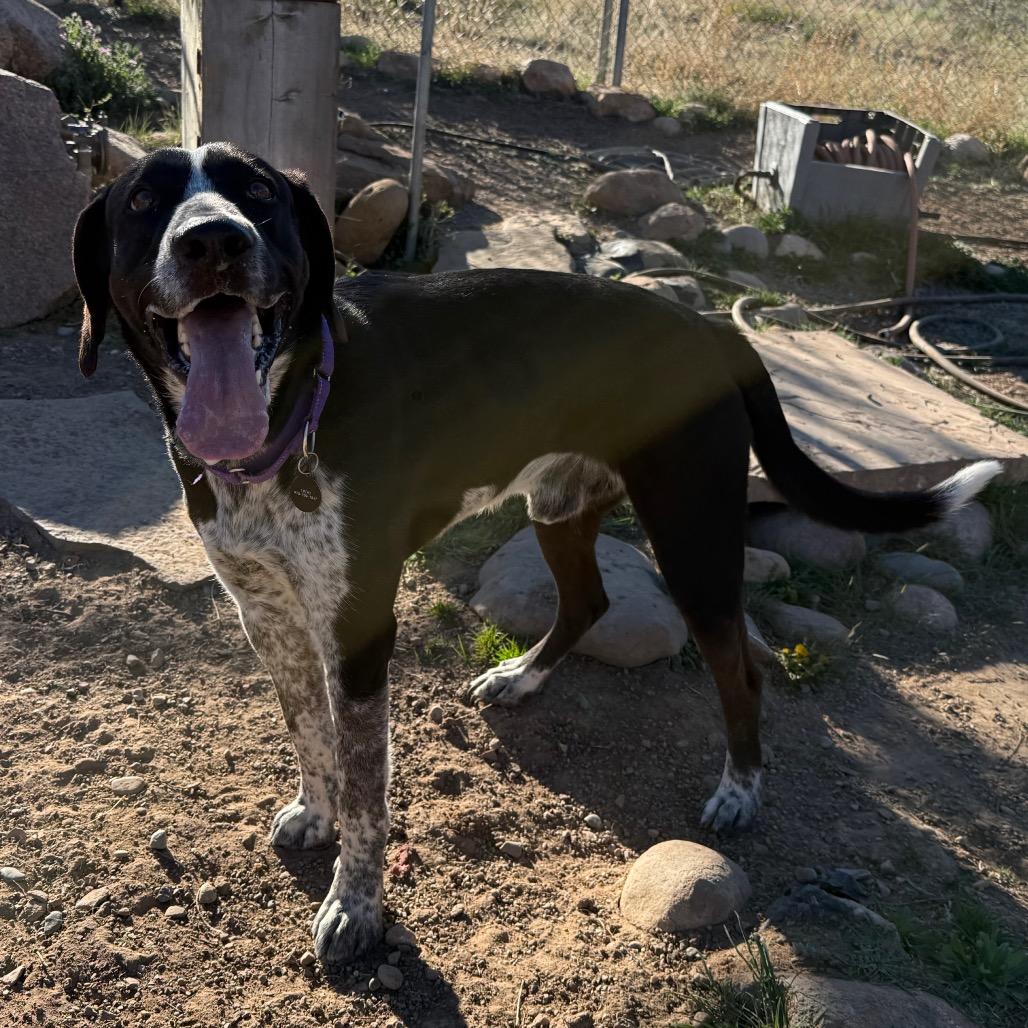 Enlarge Raider, a Adoptable mixed breed in Durango, CO image 4/6