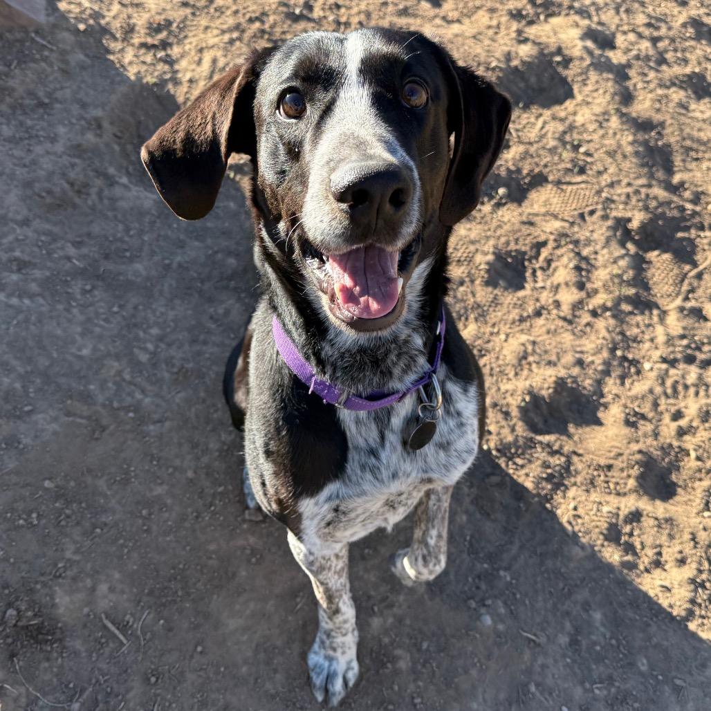 Enlarge Raider, a Adoptable mixed breed in Durango, CO image 5/6