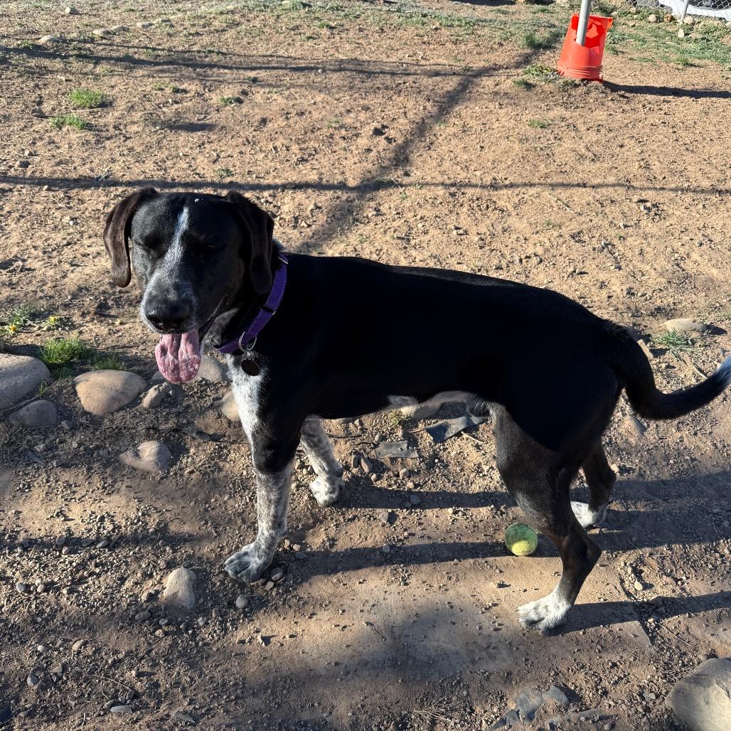Enlarge Raider, a Adoptable mixed breed in Durango, CO image 6/6