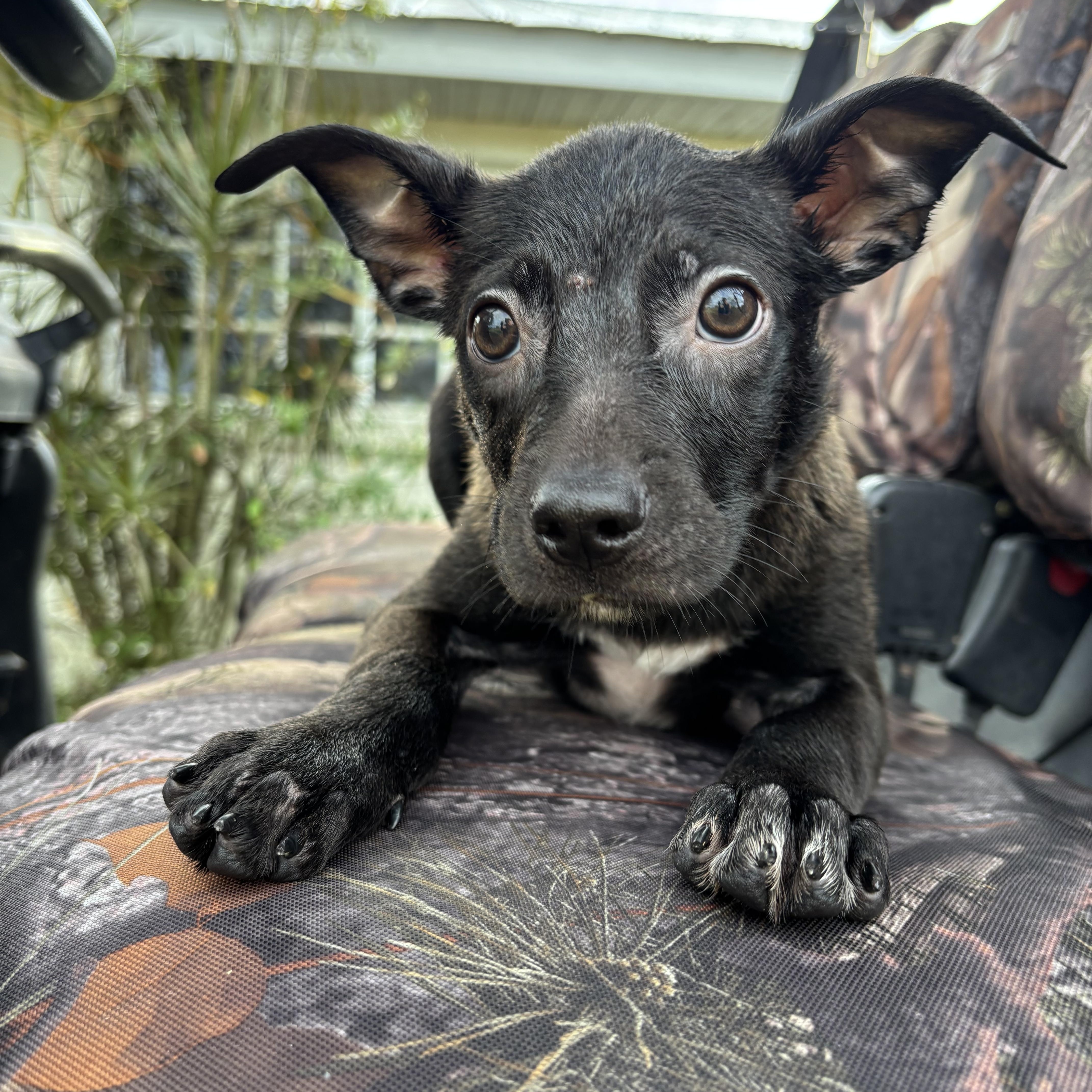 Enlarge Pugsley, a Adoptable mixed breed in Arcadia, FL image 3/3