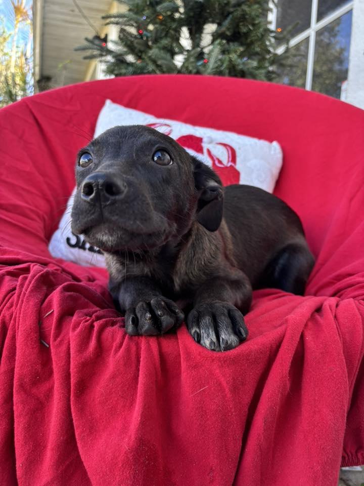 Enlarge Pugsley, a Adoptable mixed breed in Arcadia, FL image 1/3