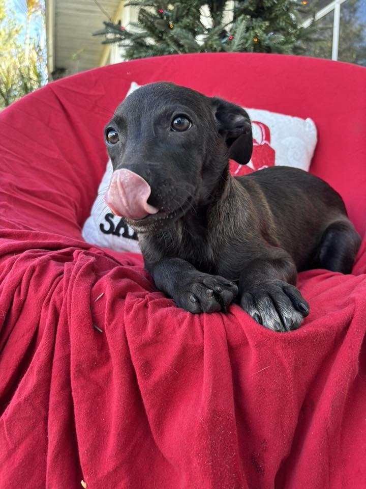 Enlarge Pugsley, a Adoptable mixed breed in Arcadia, FL image 2/3