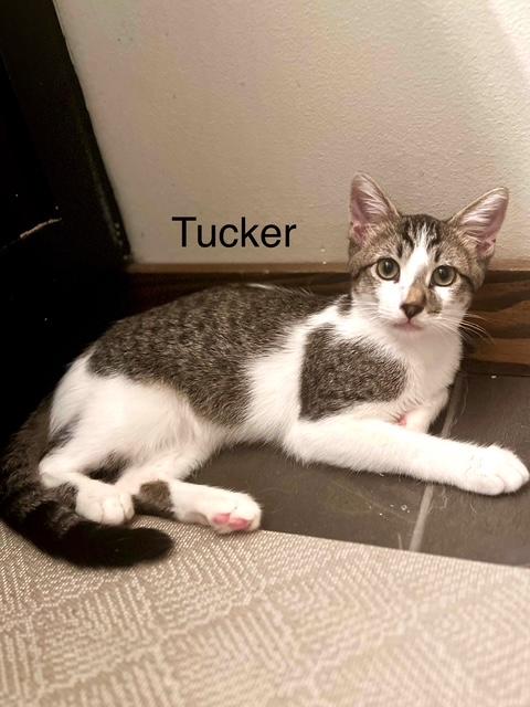 Tucker