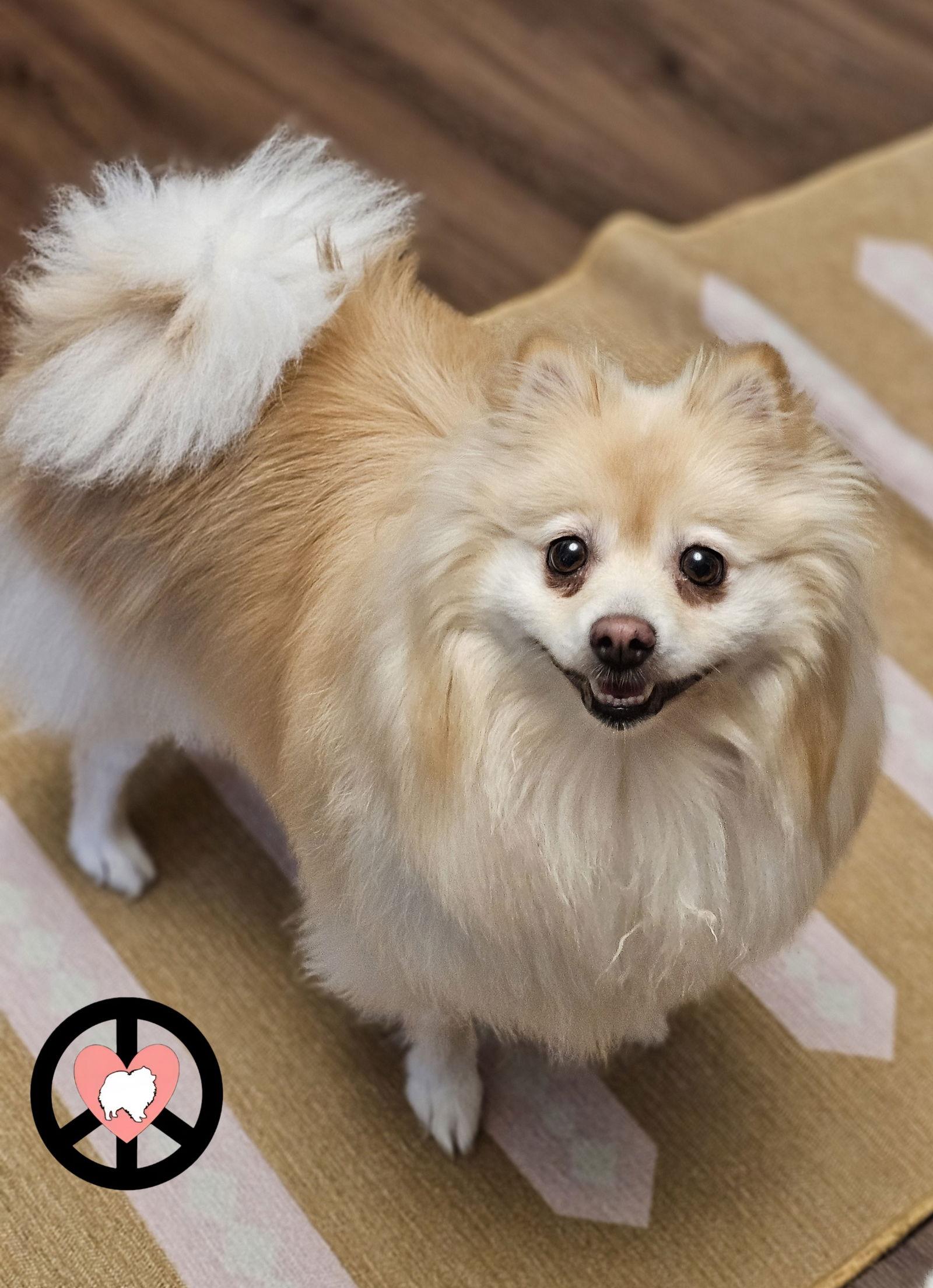 Enlarge Chloe Ann, a Adopted Pomeranian in Lebanon, PA image 1/3