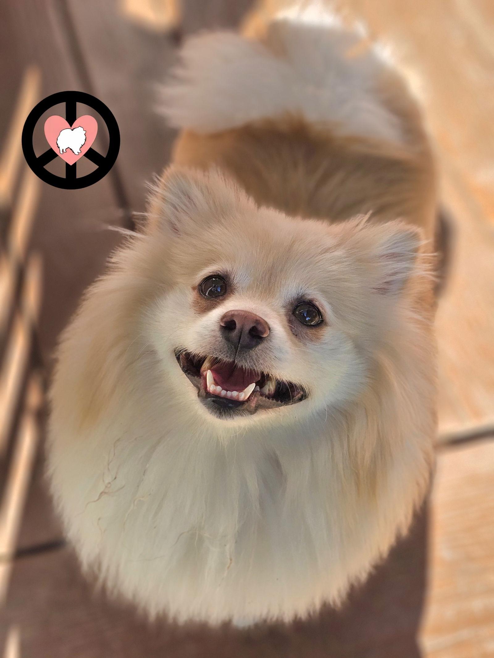 Enlarge Chloe Ann, a Adopted Pomeranian in Lebanon, PA image 2/3