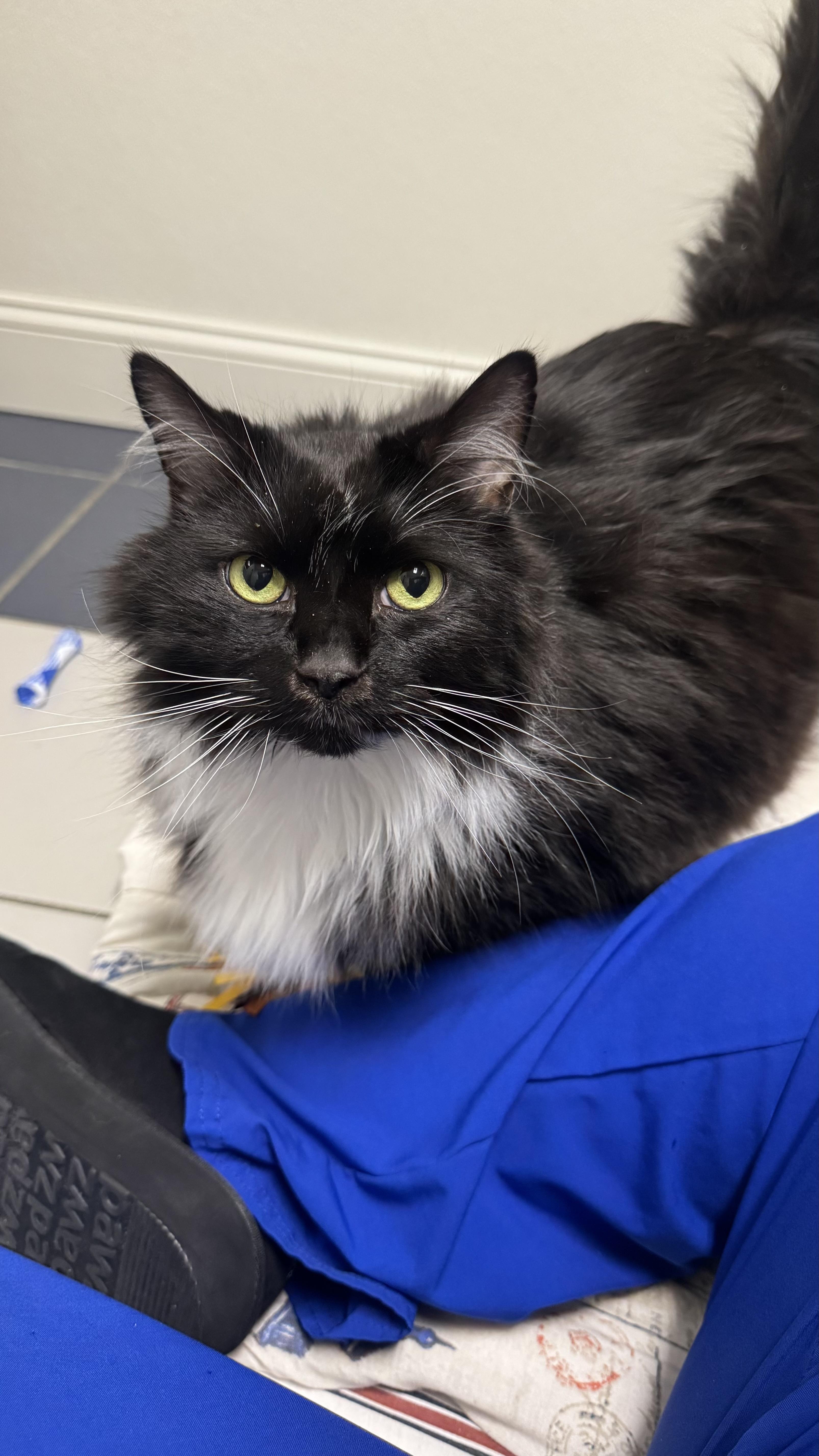 Enlarge Mittens, a Adoptable Domestic Long Hair in Fall River, MA image 3/3