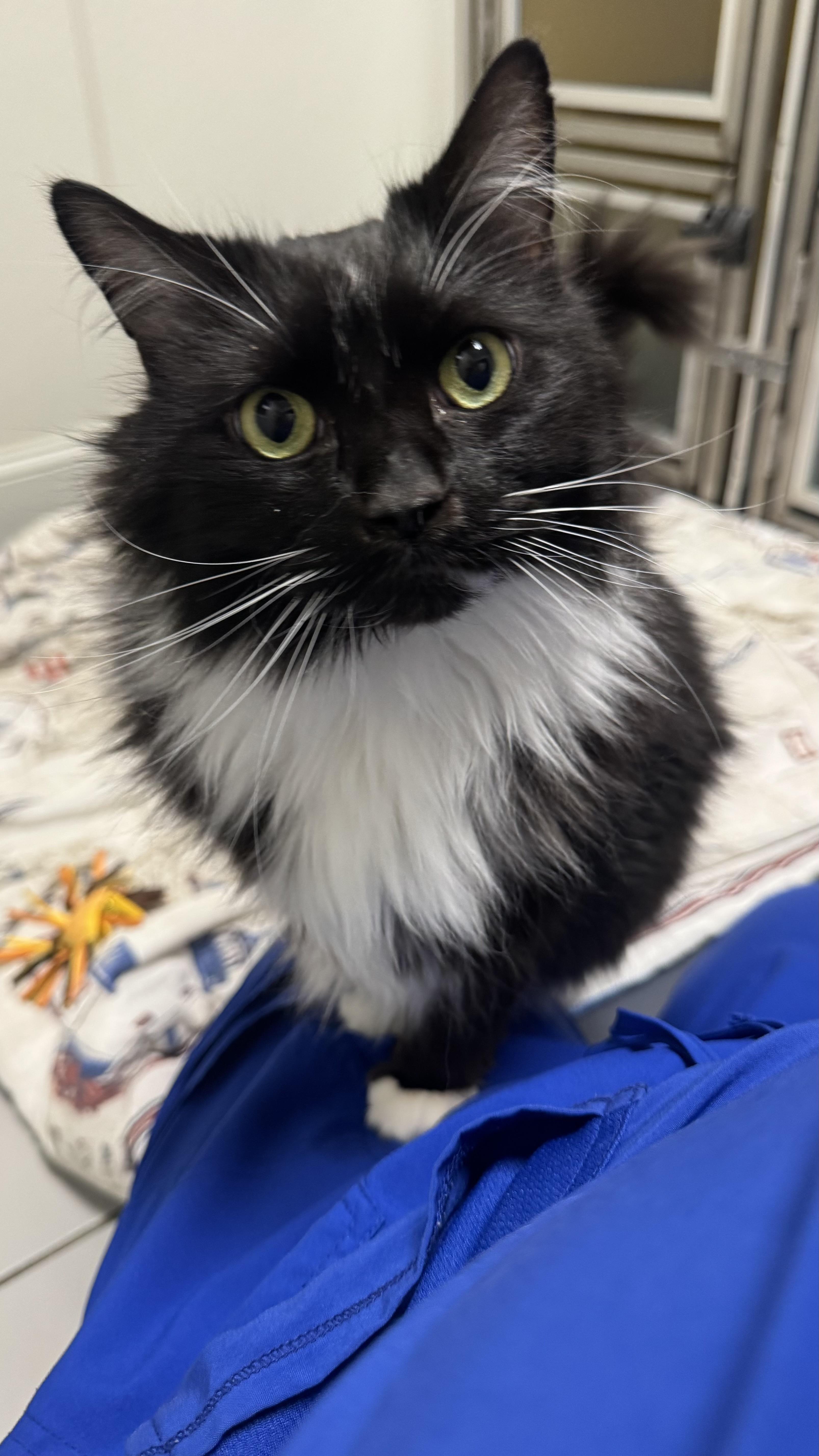 Mittens, Adoptable, Senior Male Domestic Long Hair.