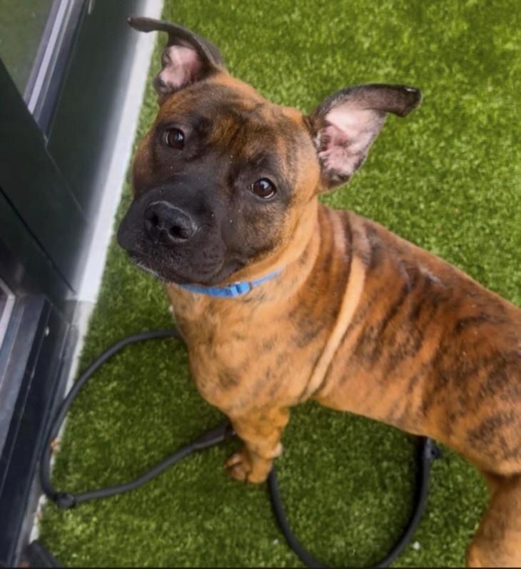 CAPTAIN CRUNCH, Adoptable, Adult Male Pit Bull Terrier.