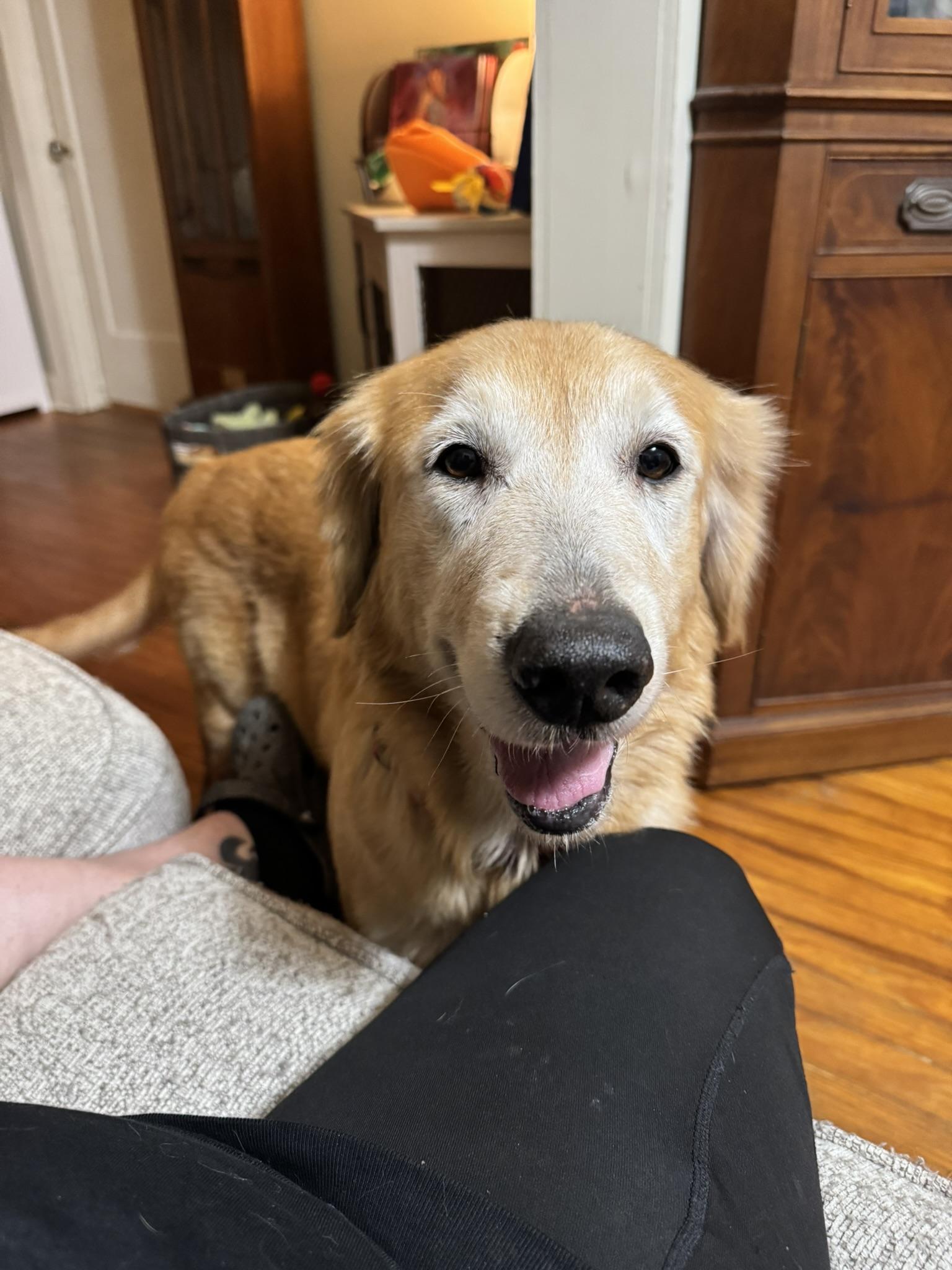 Nola, Adoptable, Senior Female Golden Retriever.