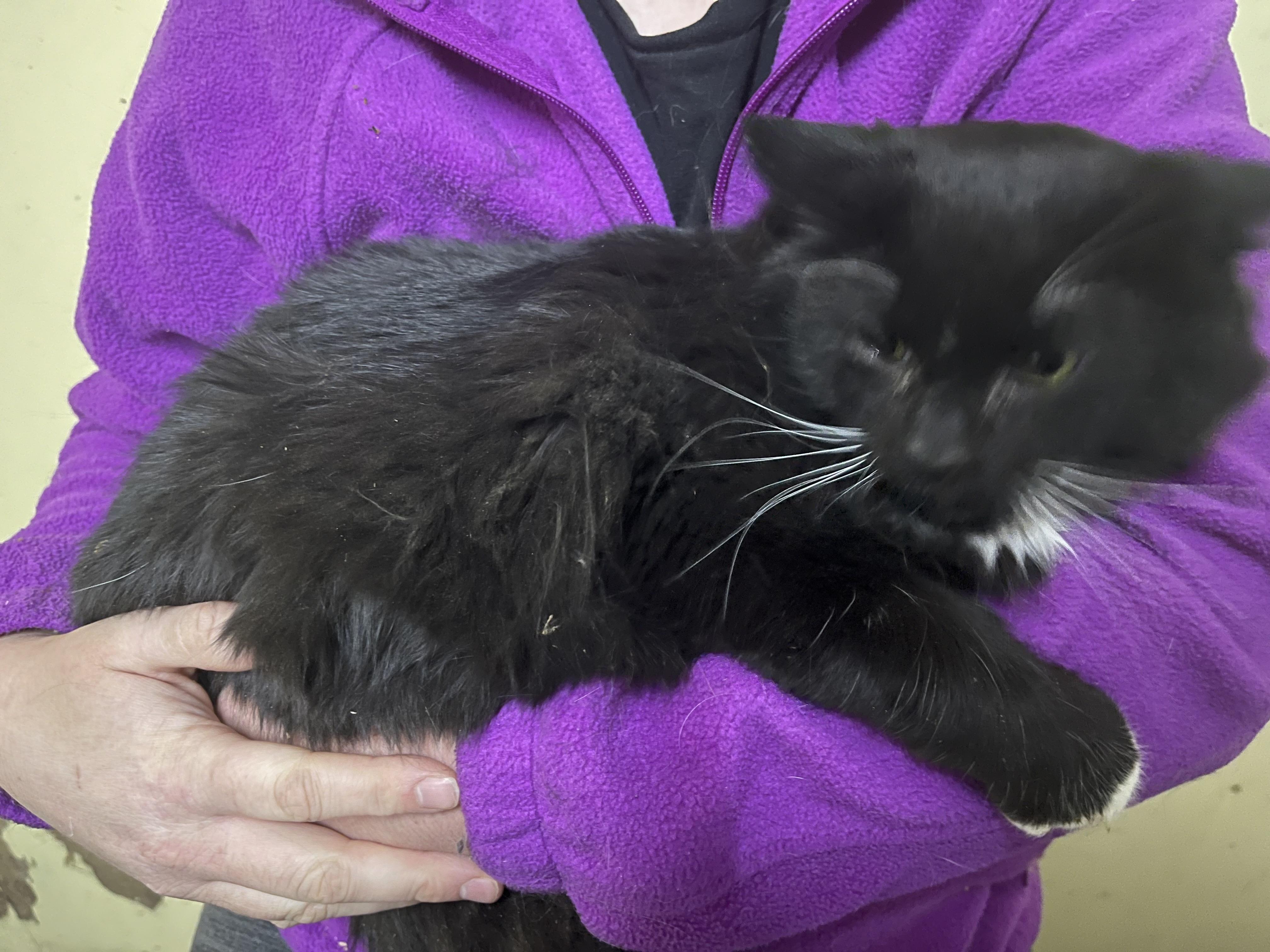 Sonic, Adult Male Maine Coon