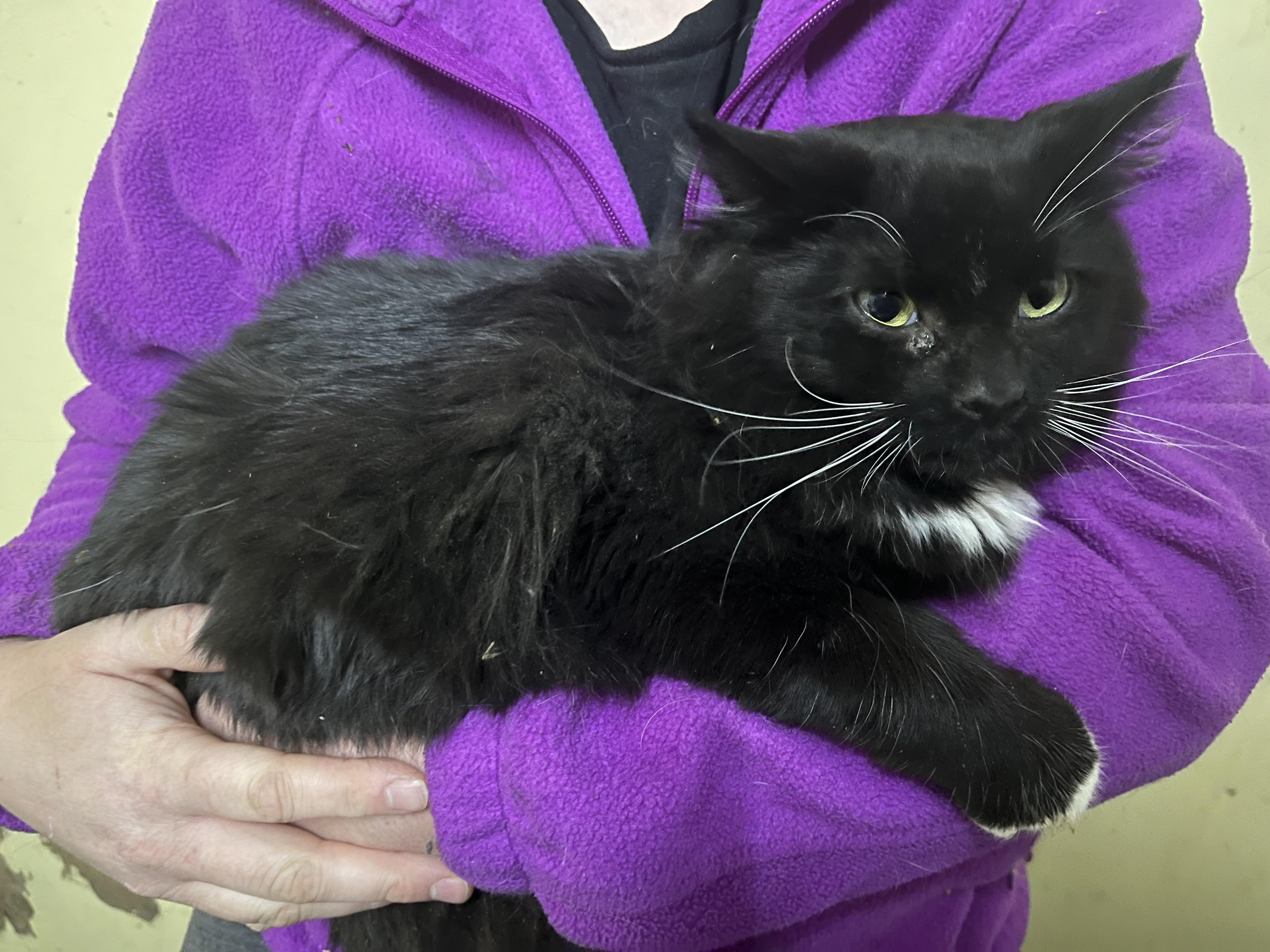 Sonic, a Adoptable mixed breed in Olean , NY image 2/2