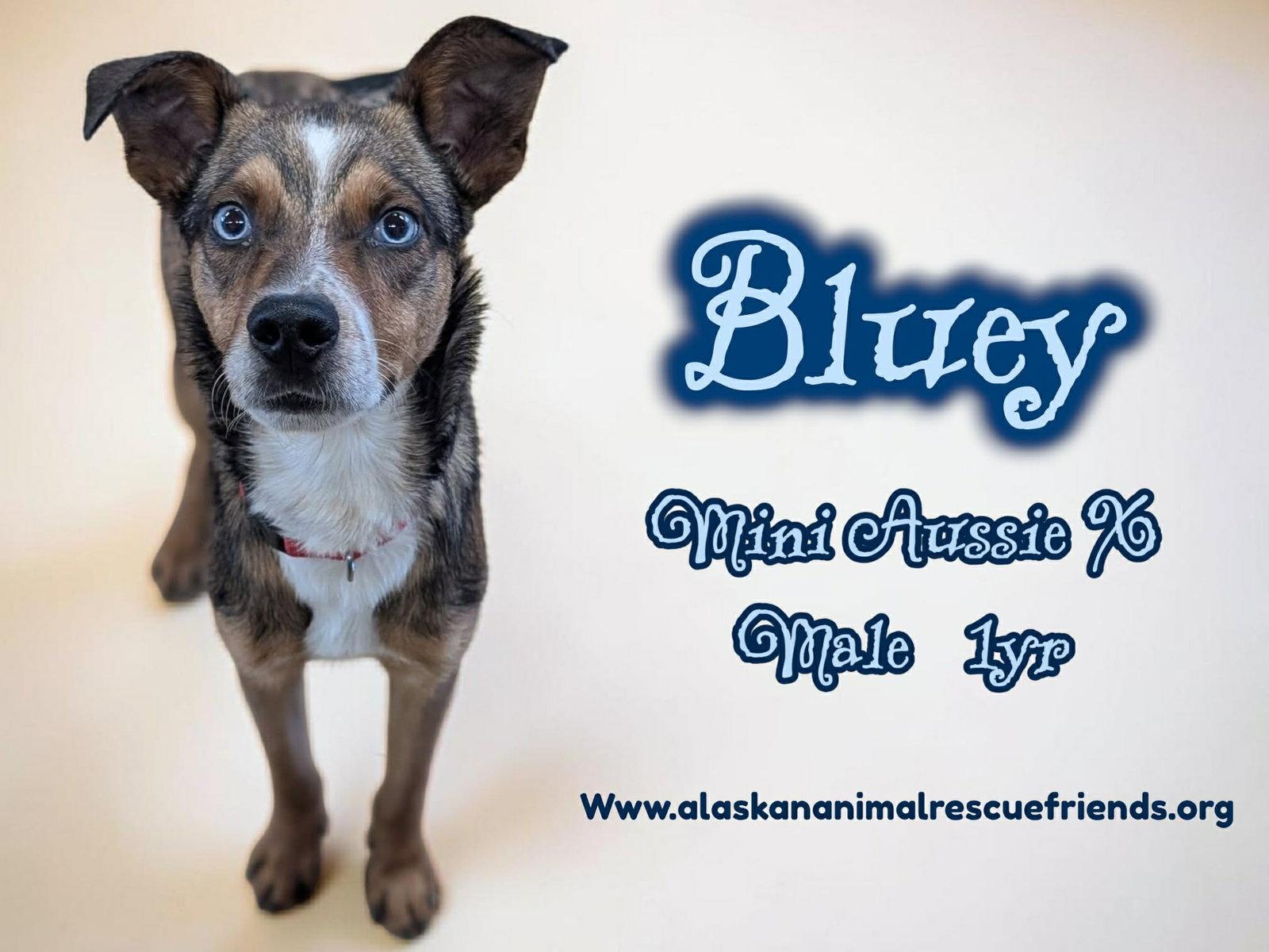 Enlarge Bluey, a Adoptable mixed breed in Anchorage, AK image 1/1