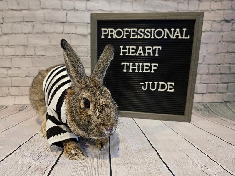 Jude, Adoptable, Adult Male New Zealand.