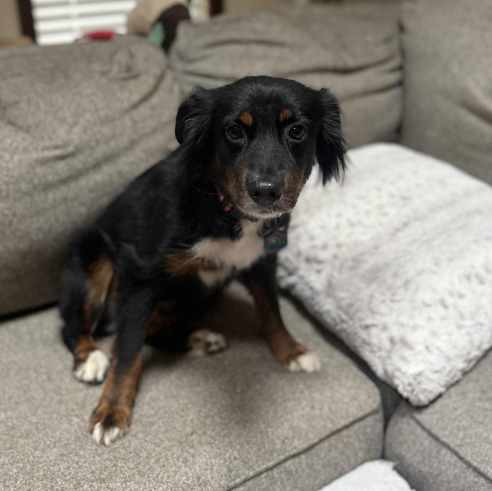 Taylor, a Adoptable Australian Shepherd in Overland Park, KS image 3/6