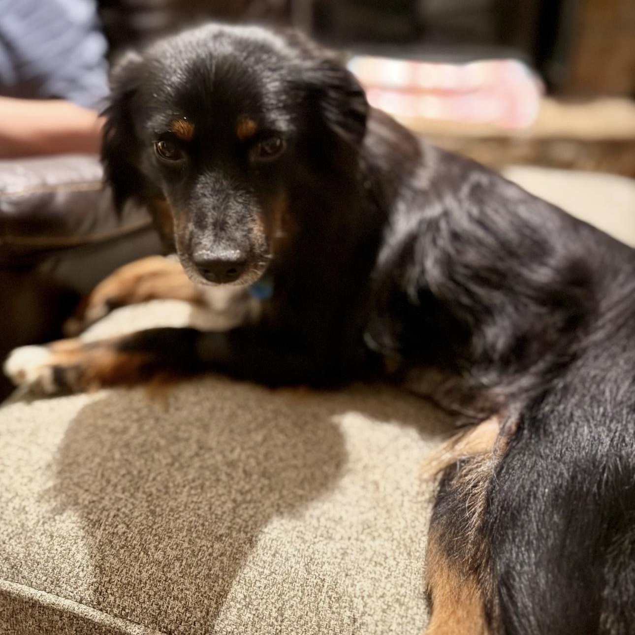 Taylor, a Adoptable Australian Shepherd in Overland Park, KS image 6/6