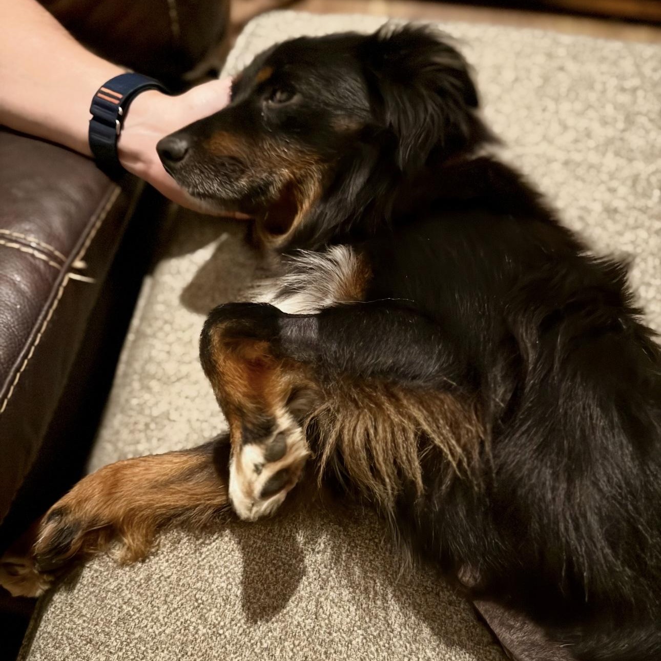 Taylor, a Adoptable Australian Shepherd in Overland Park, KS image 4/6