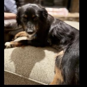 Taylor, a Adoptable Australian Shepherd in Overland Park, KS image 5/6