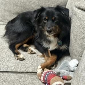Taylor, a Adoptable Australian Shepherd in Overland Park, KS image 1/6