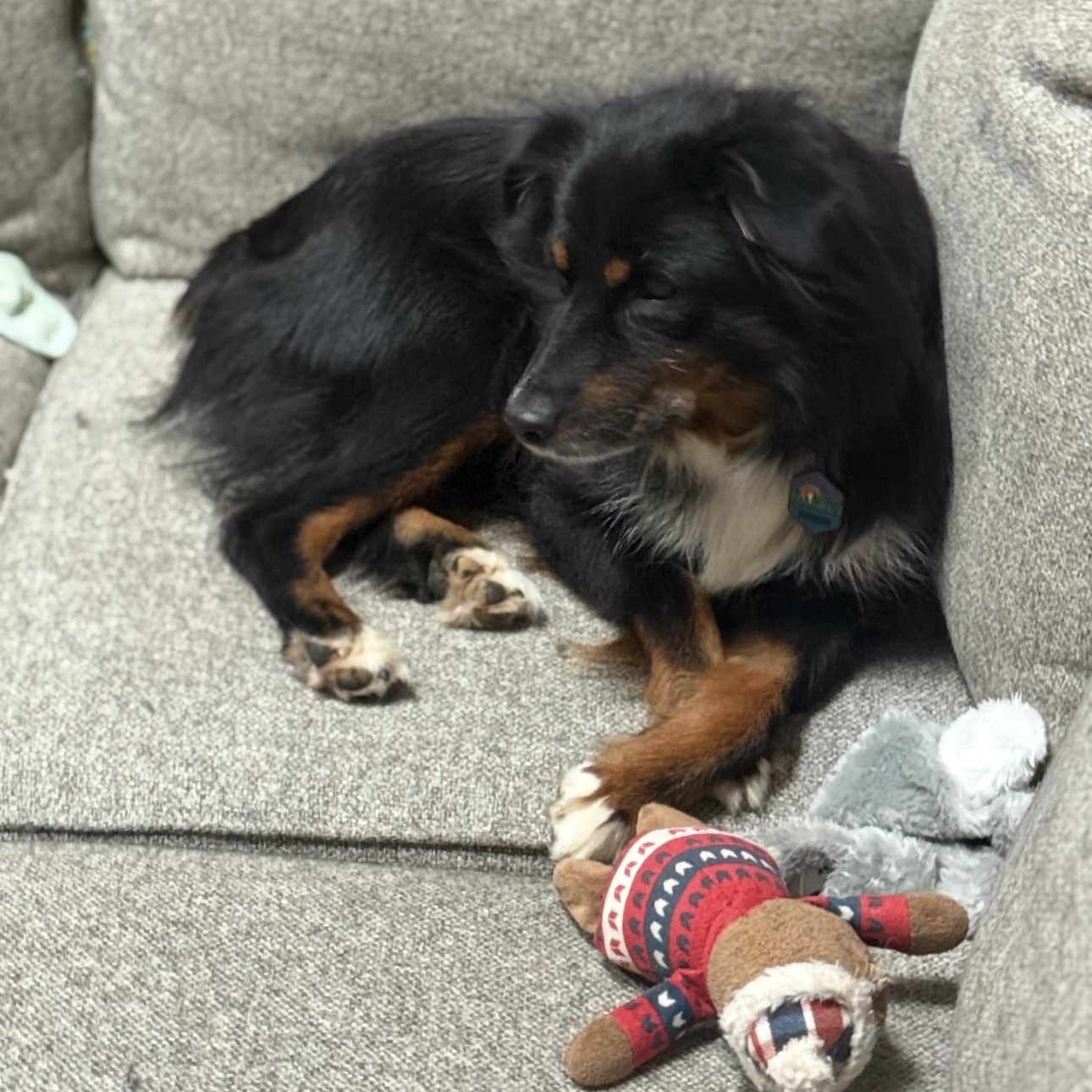 Taylor, a Adoptable Australian Shepherd in Overland Park, KS image 2/6