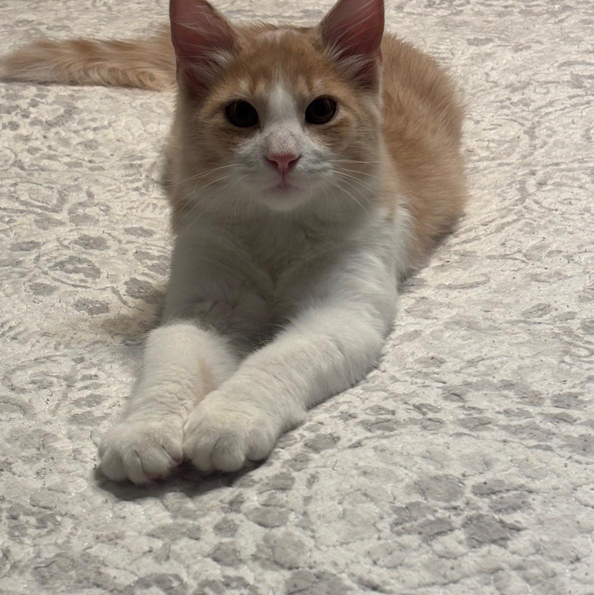Peanut