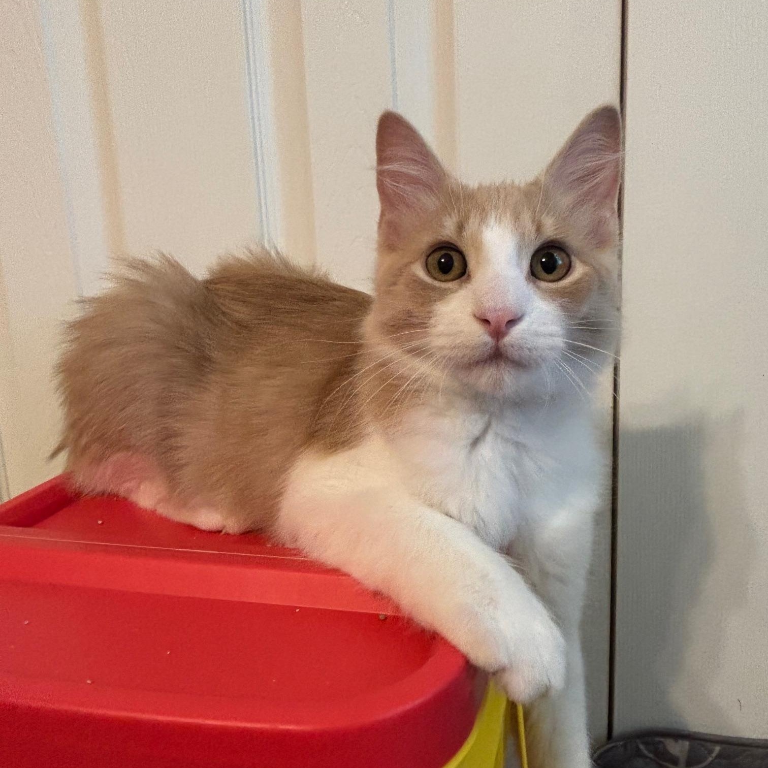 Peanut, an adoptable Domestic Medium Hair in Midland, TX, 79703 | Photo Image 2