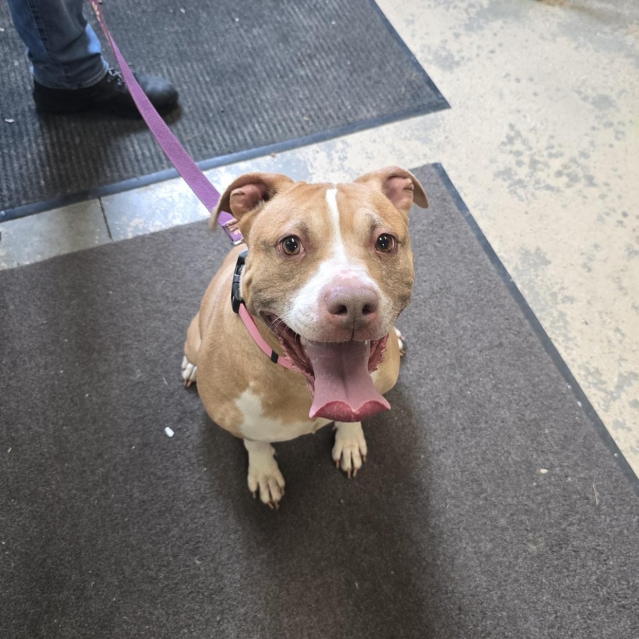 Inca, a Adoptable Mixed Breed in Saint Marys, PA image 1/3