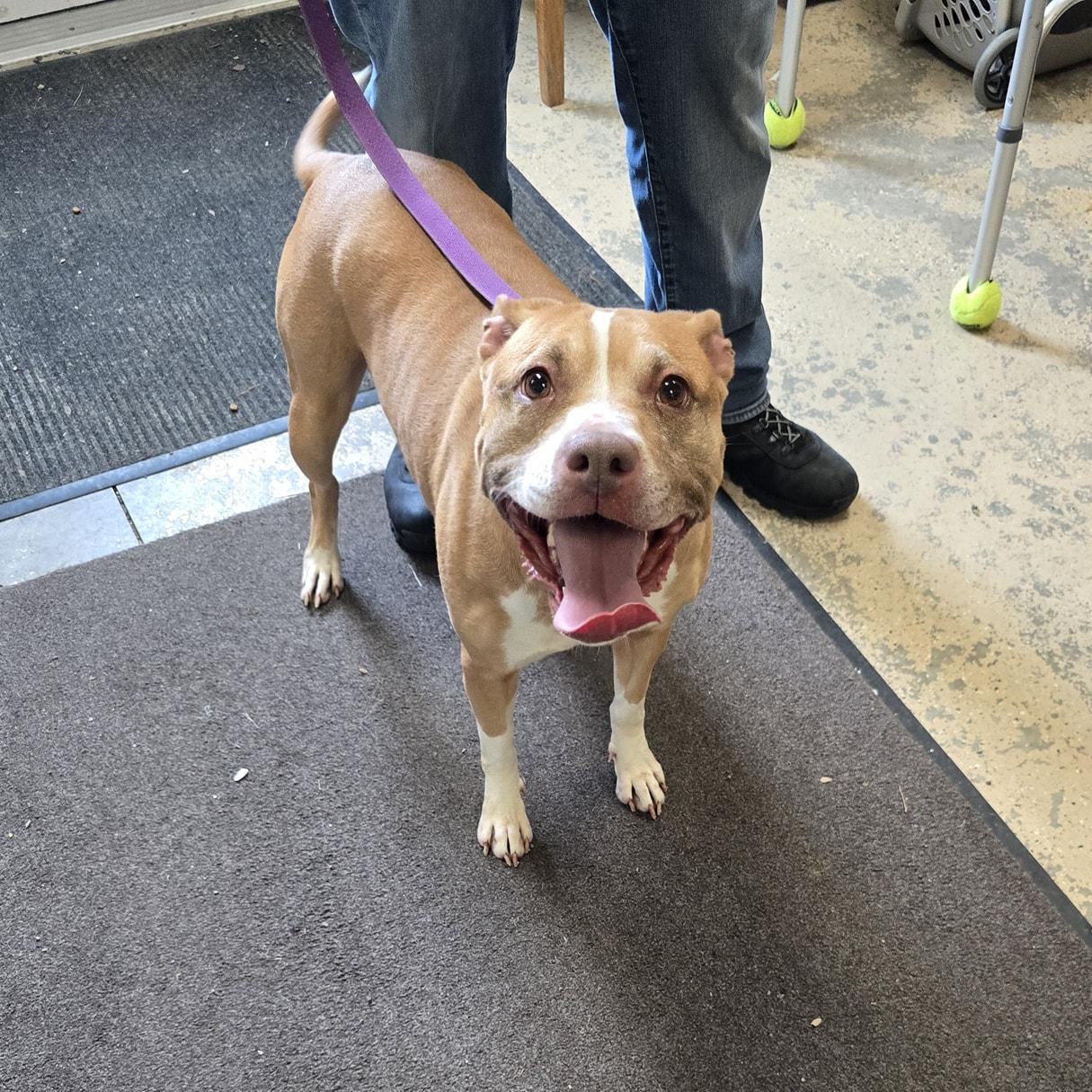 Inca, a Adoptable Mixed Breed in Saint Marys, PA image 2/3