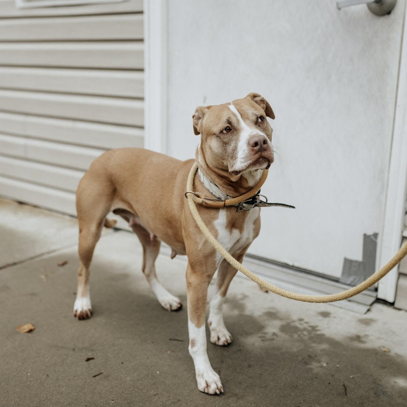 Inca, Adoptable, Young Female Mixed Breed.