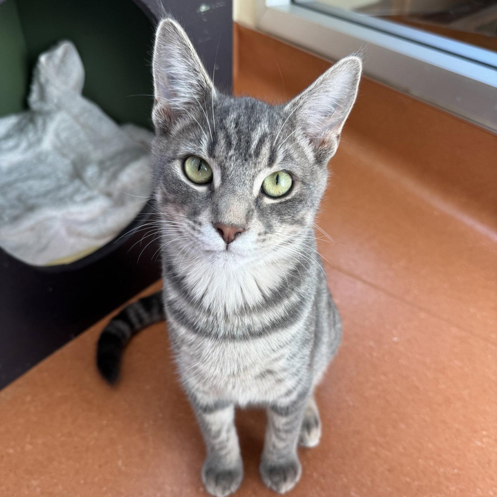 Frito & Dorito, Adoptable, Young Female Domestic Short Hair.