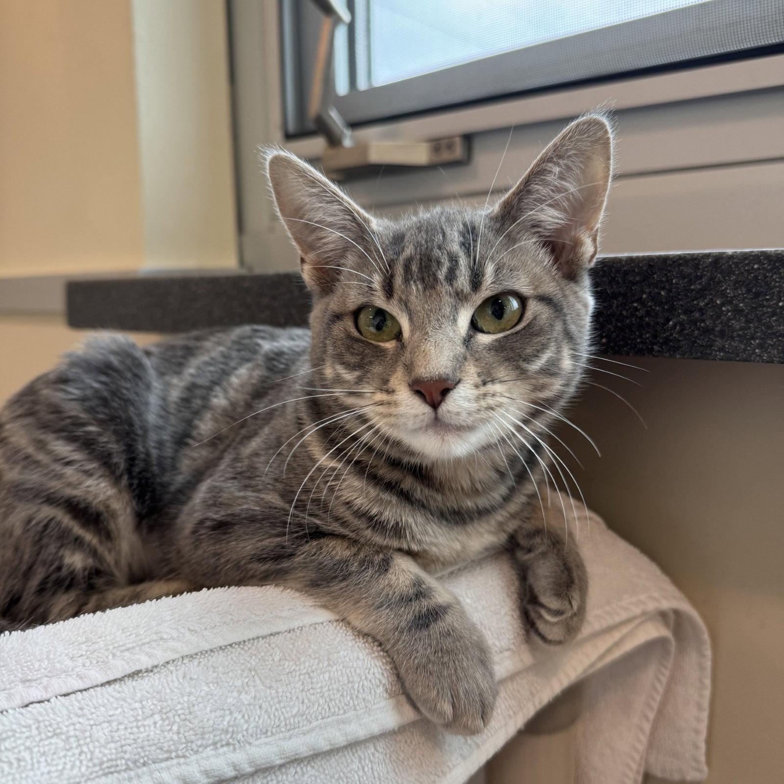Enlarge Frito & Dorito, a Adoptable Domestic Short Hair in Burlingame, CA image 2/3