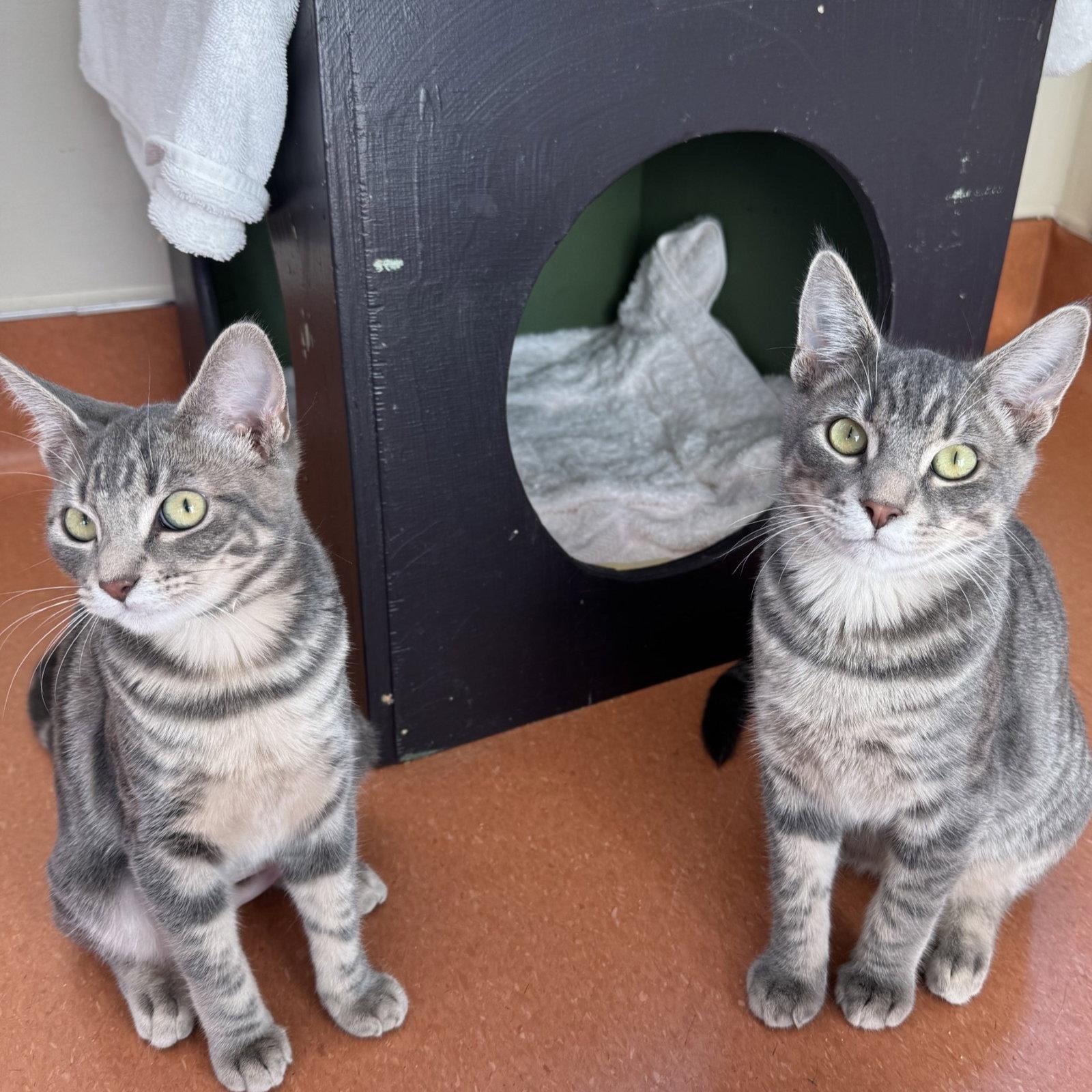Enlarge Frito & Dorito, a Adoptable Domestic Short Hair in Burlingame, CA image 3/3